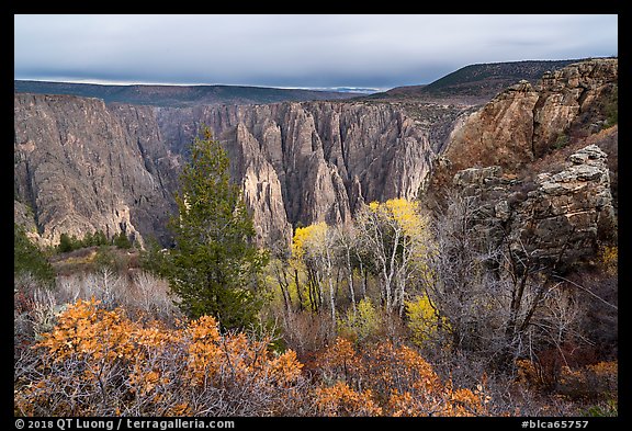 Canyon view with gambel oak and aspen in fall foliage. Black Canyon of the Gunnison National Park, Colorado, USA.