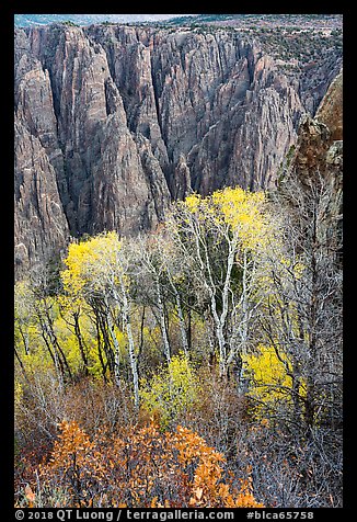 Gambel Oak and aspen trees in autum with canyon walls. Black Canyon of the Gunnison National Park (color)