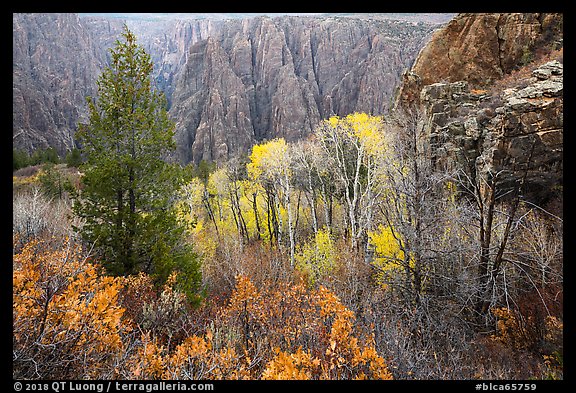 Fall foliage color and canyon walls. Black Canyon of the Gunnison National Park (color)