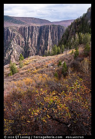 Gambel Oak and serviceberries color slopes above the canyon. Black Canyon of the Gunnison National Park (color)