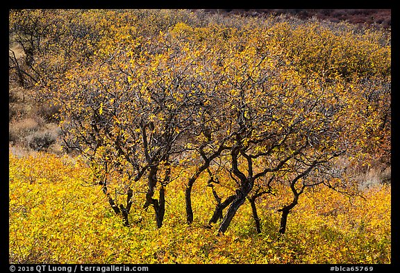 Gambel Oak trees in autumn. Black Canyon of the Gunnison National Park, Colorado, USA.