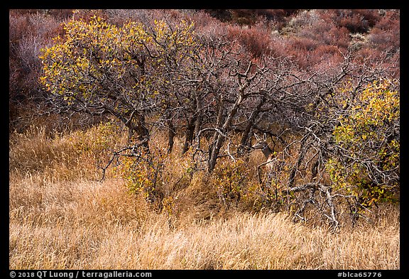 Deer and Gambel Oak trees in autumn. Black Canyon of the Gunnison National Park, Colorado, USA.