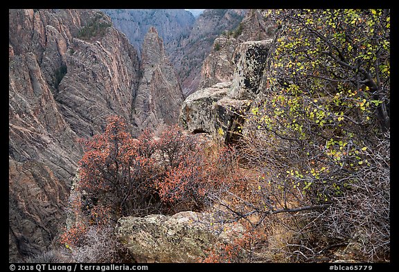 Oak and serviceberries at canyon's edge, Cross Fissures. Black Canyon of the Gunnison National Park (color)