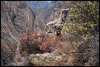 Oak and serviceberries at canyon's edge, Cross Fissures. Black Canyon of the Gunnison National Park ( color)