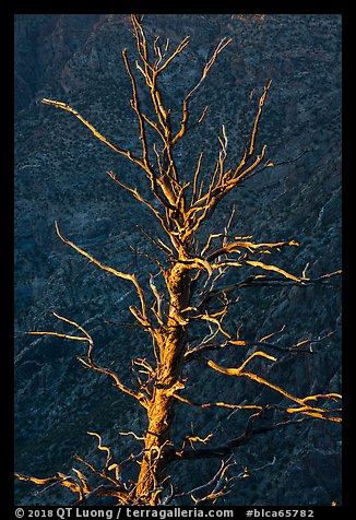 Last sunrays on dead juniper. Black Canyon of the Gunnison National Park (color)