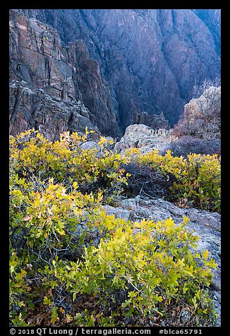 Gambel Oak on rim. Black Canyon of the Gunnison National Park (color)