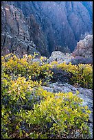 Gambel Oak on rim. Black Canyon of the Gunnison National Park ( color)