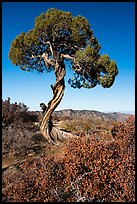 Juniper, Dragon Point. Black Canyon of the Gunnison National Park ( color)