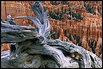 Twisted juniper near Inspiration point. Bryce Canyon National Park, Utah, USA. (color)