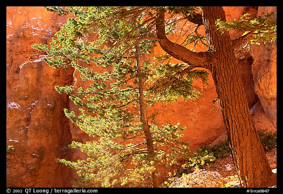 Douglas Fir in Wall Street Gorge, Navajo Trail. Bryce Canyon National Park (color)