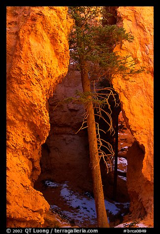 Glowing walls and tree along  Navajo Trail. Bryce Canyon National Park (color)
