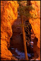 Glowing walls and tree along  Navajo Trail. Bryce Canyon National Park ( color)