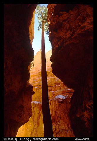 Douglas Fir in Wall Street Gorge, mid-day. Bryce Canyon National Park