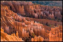 Bryce amphitheater at sunrise. Bryce Canyon National Park ( color)