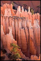 Pink Member of the Claron Formation. Bryce Canyon National Park, Utah, USA.