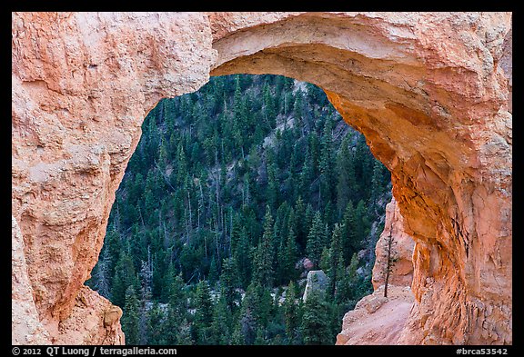 Forest seen through natural bridge. Bryce Canyon National Park (color)