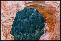 Forest seen through natural bridge. Bryce Canyon National Park ( color)