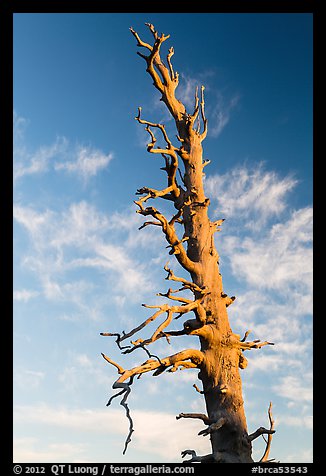 Bristlecone pine tree top. Bryce Canyon National Park (color)