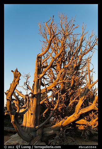 Bristlecone pine trees with many branches. Bryce Canyon National Park (color)