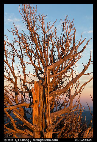 Bristlecone pine tree at sunset. Bryce Canyon National Park (color)