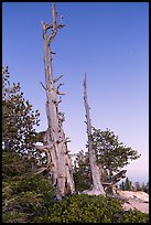 Bristlecone pine skeletons at dusk. Bryce Canyon National Park ( color)