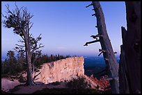 Bristlecone pine trees and cliff at dusk. Bryce Canyon National Park, Utah, USA. (color)