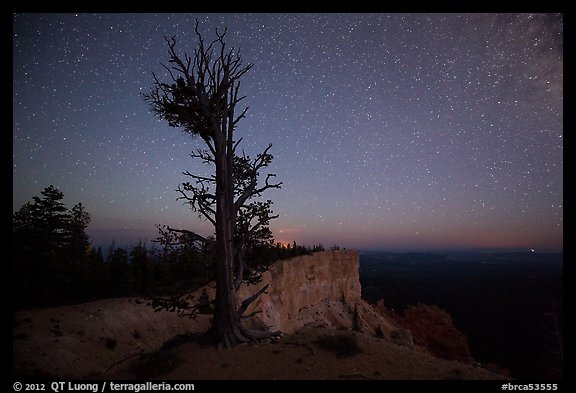 Bristlecone pine at edge of plateau at night. Bryce Canyon National Park (color)