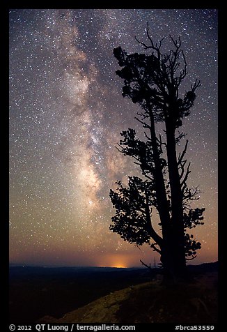 Bristlecone pine tree and Milky Way. Bryce Canyon National Park (color)