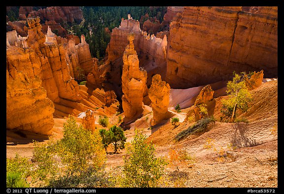 Aspen and Thors Hammer in fall. Bryce Canyon National Park, Utah, USA.