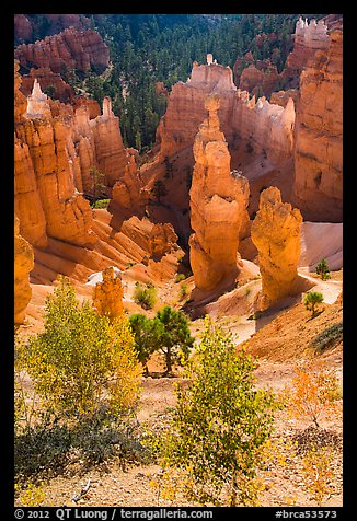 Aspen and Thors Hammer in autumn. Bryce Canyon National Park (color)