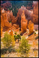 Aspen and Thors Hammer in autumn. Bryce Canyon National Park ( color)