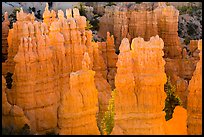 Glowing hoodoos, Fairyland Point, sunrise. Bryce Canyon National Park ( color)