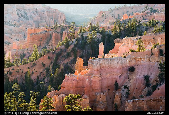 Creamsicle-colored hoodoos and conifers, Fairyland Point. Bryce Canyon National Park (color)
