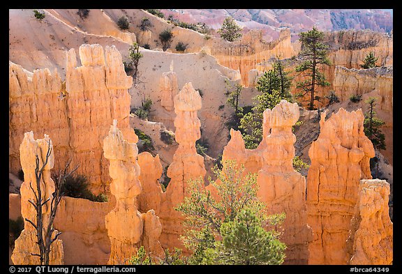 Hoodoos and walls of pinkish siltstone. Bryce Canyon National Park (color)