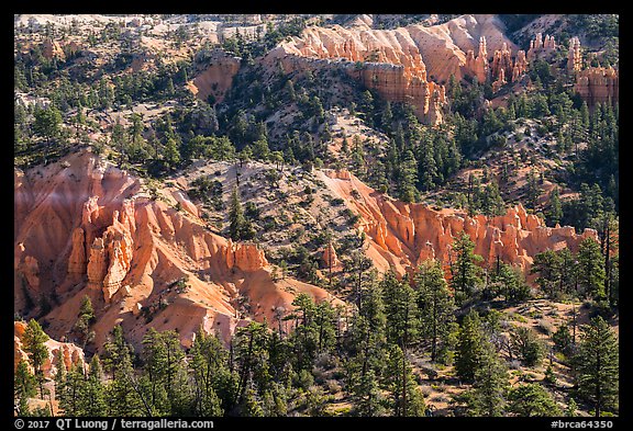 Conifers and pink rocks. Bryce Canyon National Park (color)