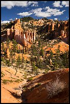 Hill with hoodoos, Fairyland Loop. Bryce Canyon National Park ( color)