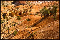 Eroded slopes and pines. Bryce Canyon National Park ( color)