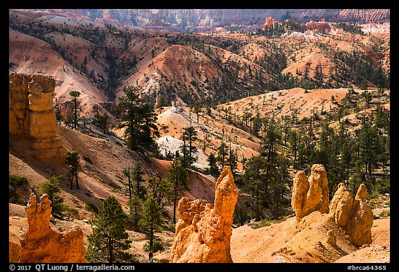 Hoodoos, eroded slopes with evergreens. Bryce Canyon National Park (color)