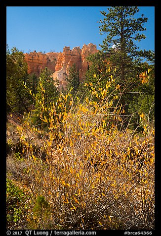 Shurbs in autumn foliage and hoodoos. Bryce Canyon National Park (color)