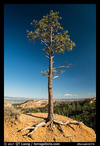 Pine tree with exposed roots on rim. Bryce Canyon National Park (color)