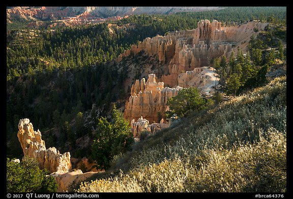 Grasses, conifers and hoodoos. Bryce Canyon National Park (color)