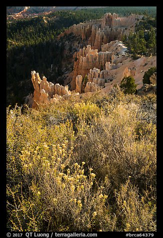 Wildflowers, conifers and hoodoos. Bryce Canyon National Park (color)