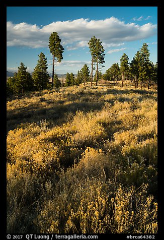 Grasses and pine trees in late summer. Bryce Canyon National Park (color)