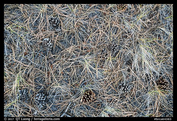 Close-up of fallen needles and pine cones. Bryce Canyon National Park (color)