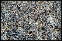 Close-up of fallen needles and pine cones. Bryce Canyon National Park ( color)
