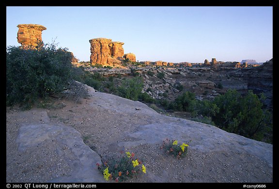 Wildflowers and towers, Big Spring Canyon overlook, sunrise, the Needles. Canyonlands National Park, Utah, USA.