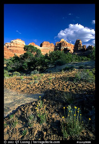 Wildflowers and sandstone towers near Elephant Hill, the Needles, late afternoon. Canyonlands National Park (color)