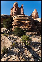 Junipers and pinnacles, Maze District. Canyonlands National Park ( color)