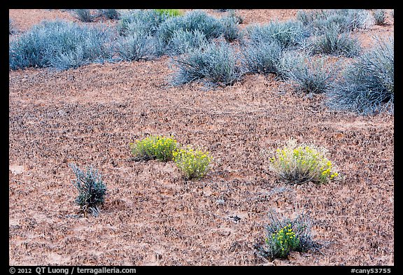 Cryptobiotic soil, desert flowers and shrubs. Canyonlands National Park, Utah, USA.