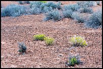 Cryptobiotic soil, desert flowers and shrubs. Canyonlands National Park, Utah, USA. (color)